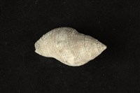 藏品(橄欖螺)的圖片